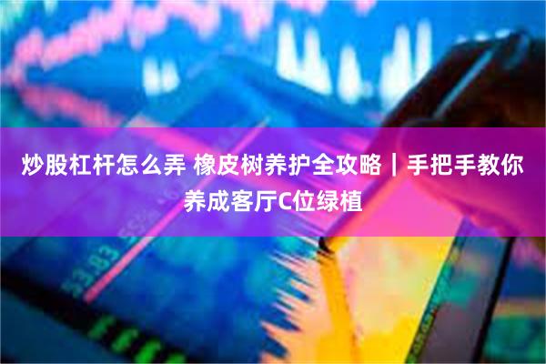 炒股杠杆怎么弄 橡皮树养护全攻略｜手把手教你养成客厅C位绿植