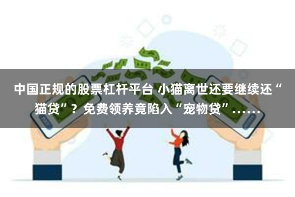 中国正规的股票杠杆平台 小猫离世还要继续还“猫贷”？免费领养竟陷入“宠物贷”……