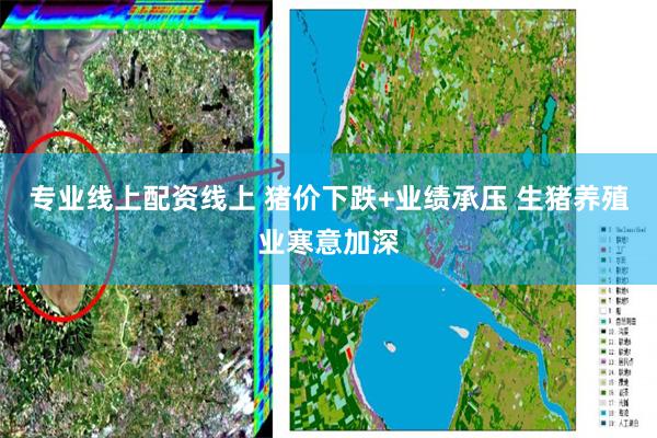 专业线上配资线上 猪价下跌+业绩承压 生猪养殖业寒意加深