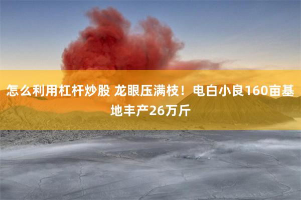 怎么利用杠杆炒股 龙眼压满枝！电白小良160亩基地丰产26万斤
