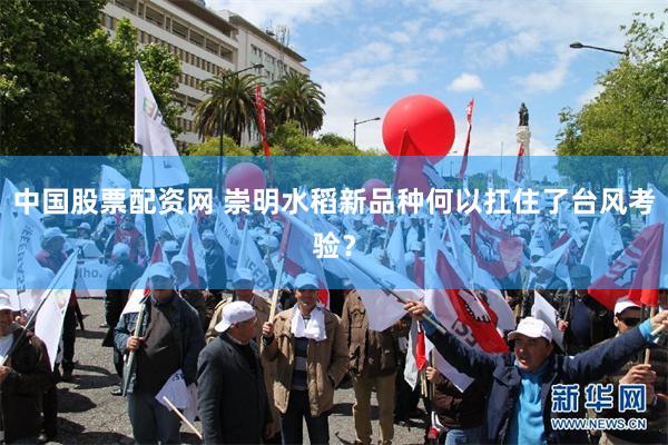 中国股票配资网 崇明水稻新品种何以扛住了台风考验？